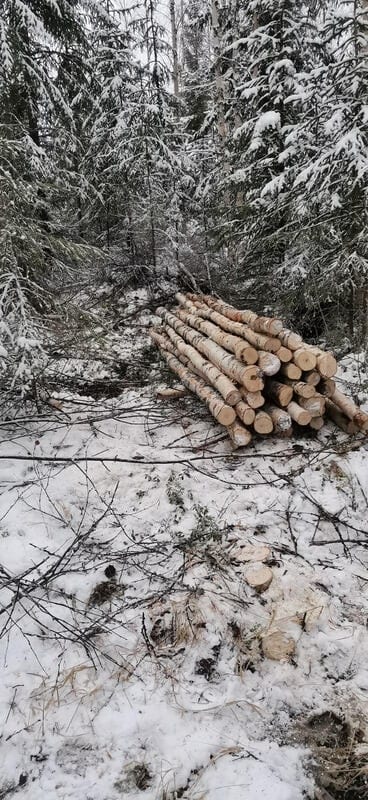 Kasa katkottua koivurankaa lumisessa kuusikossa