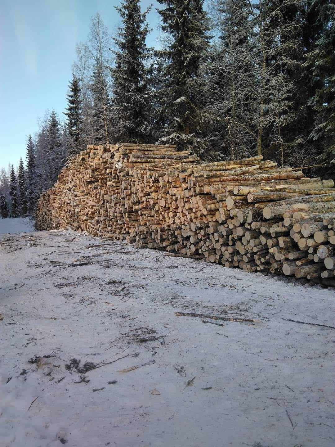 Pitkä rankapino tienvarressa talvisessa metsässä