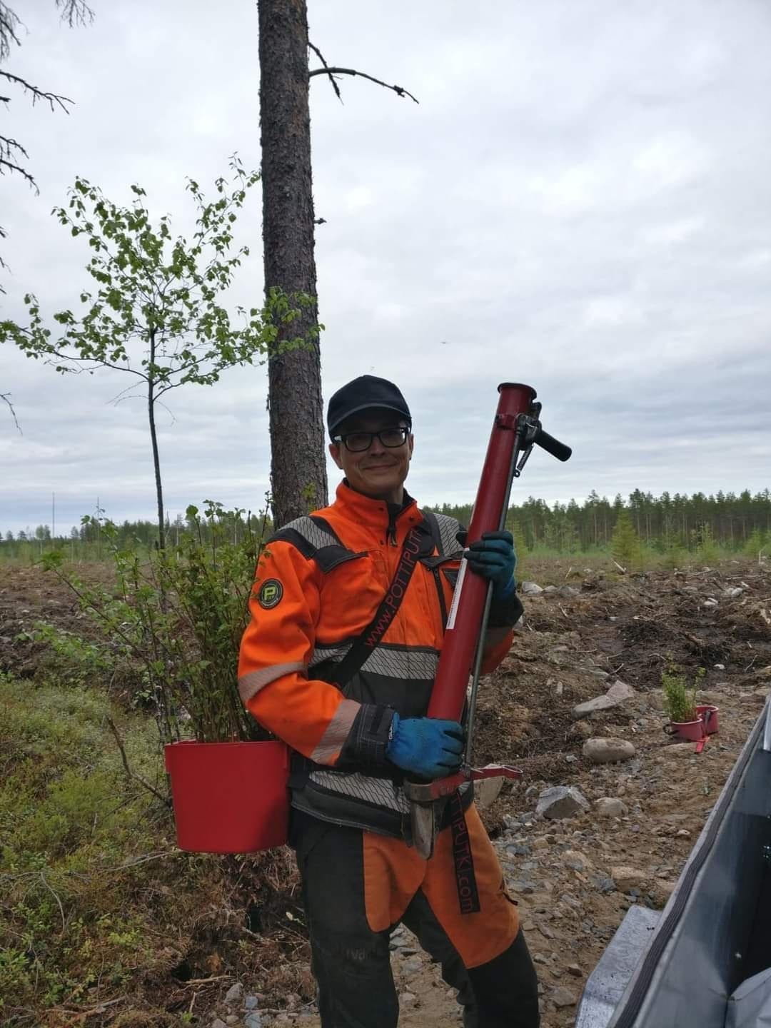 Metsänistutusta pottiputkella kesäisellä uudistusalalla