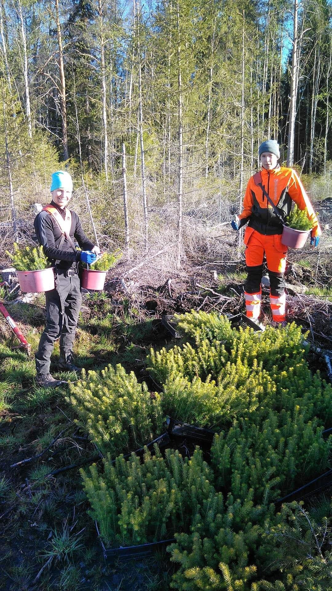 Kaksi istuttajaa ja kuusen taimia uudistusalalla keväällä